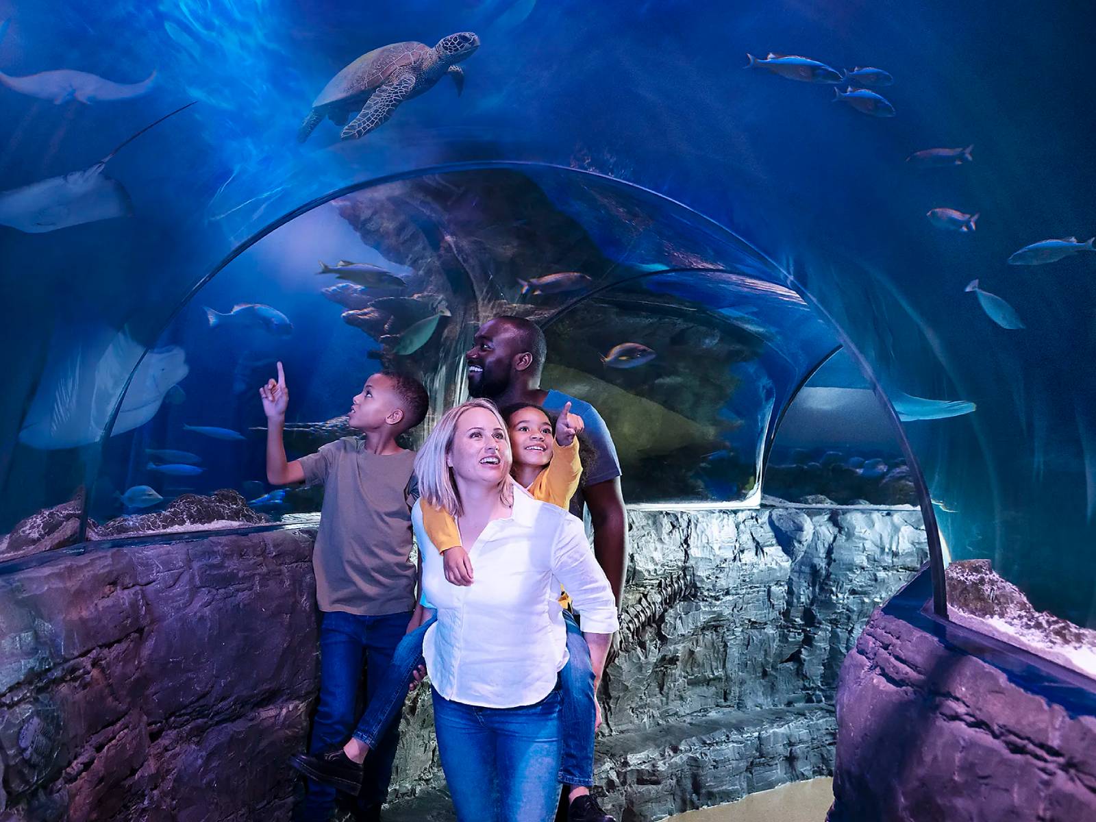 Midweek Madness at SEA LIFE Centres