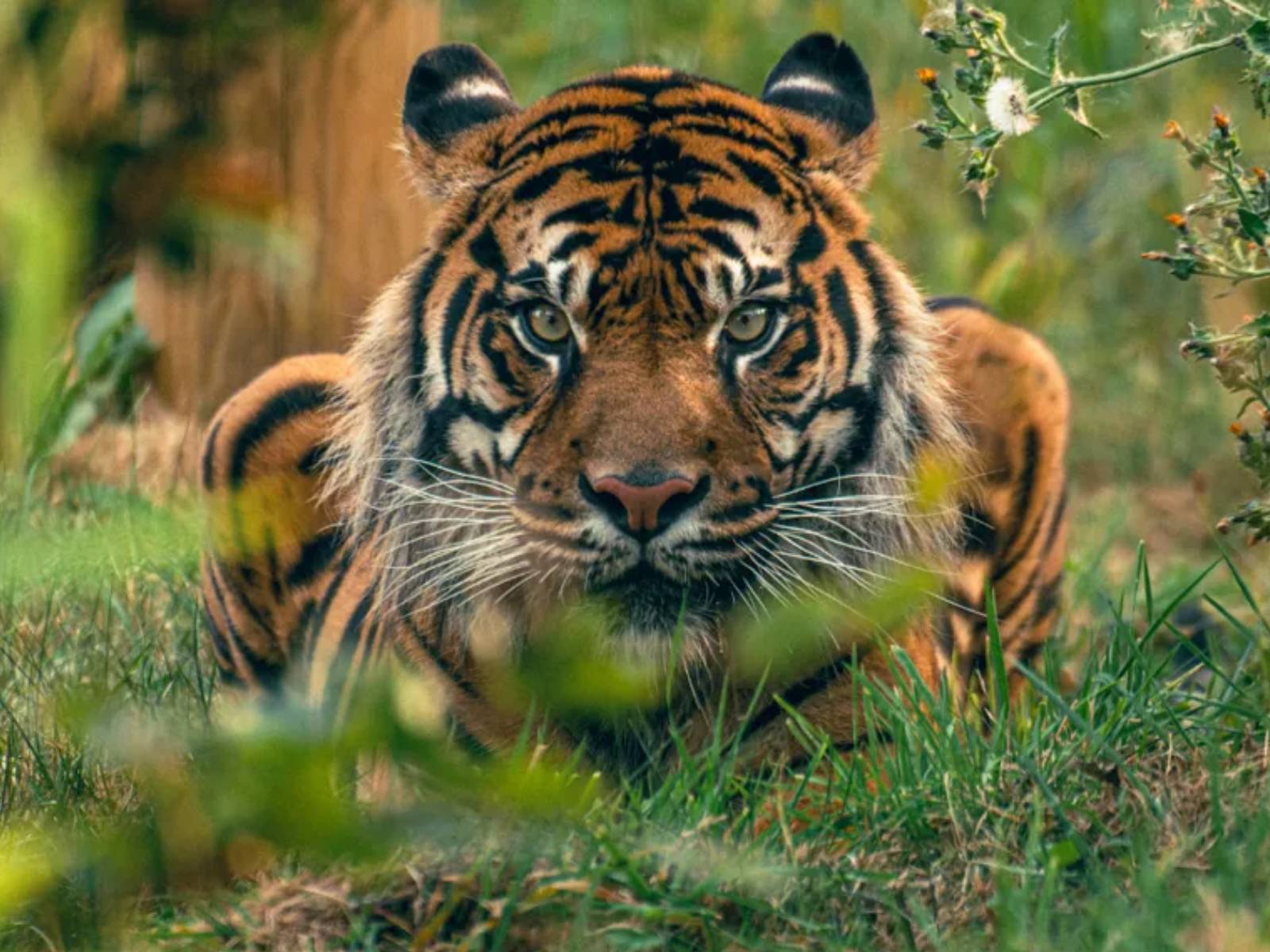 20% Off Twycross Zoo & Free Return Visits for 12 Months